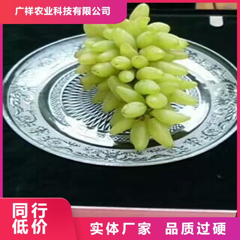 无核葡萄苗哪里纯正