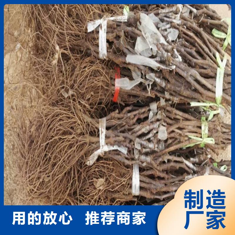 晚熟葡萄树苗来电报价