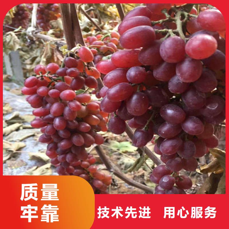 维多利亚葡萄苗厂家-合作共赢