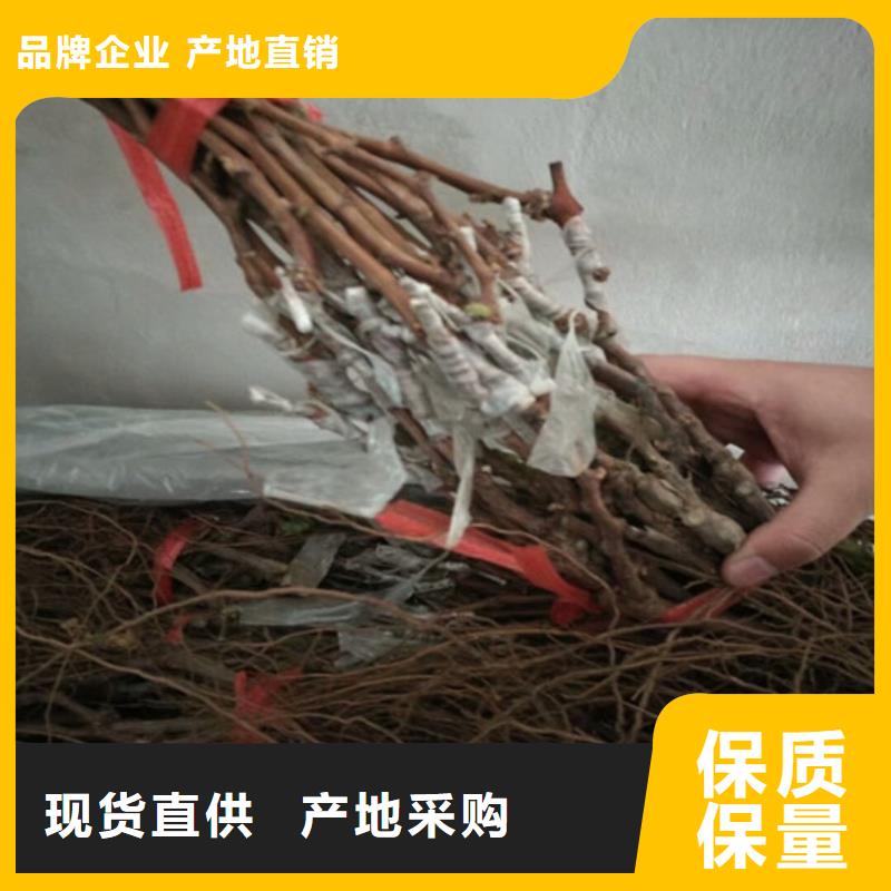 三年酿酒品种葡萄苗