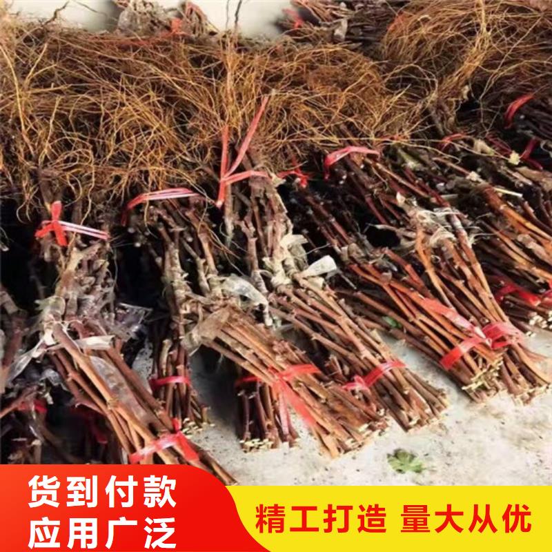 晚熟葡萄树苗来电报价