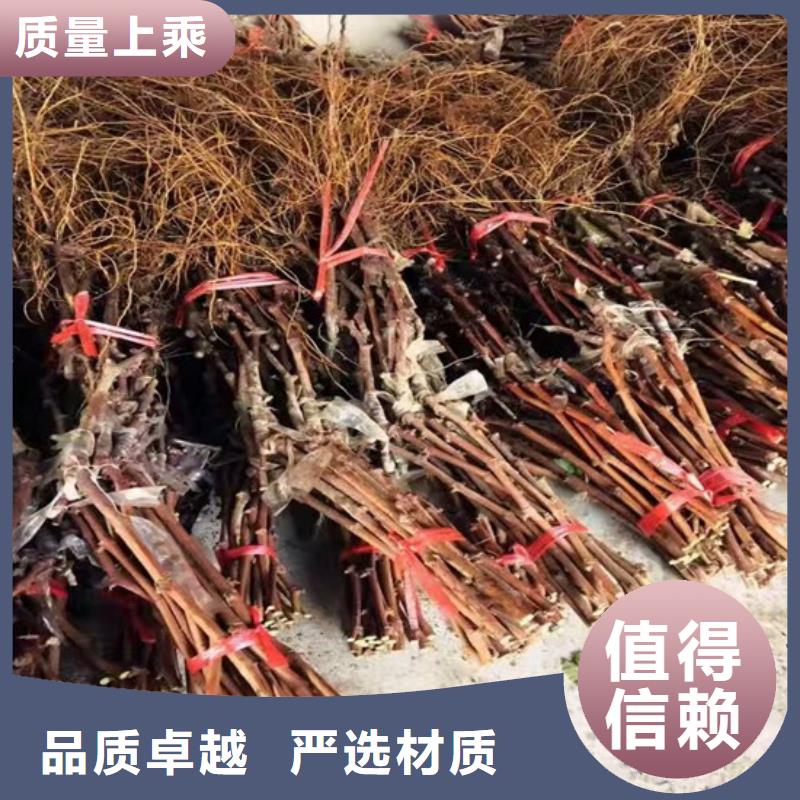 夏黑葡萄苗哪里有批发的