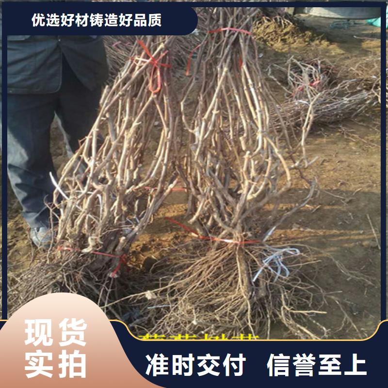 儋州市无核葡萄苗2025已更新(今日/)