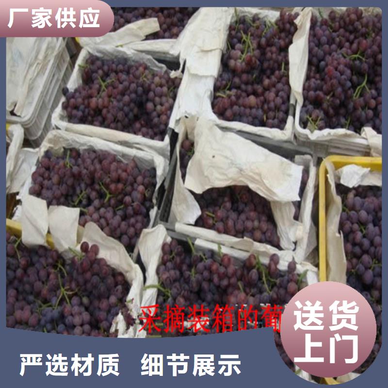 深红无籽葡萄苗厂家供应