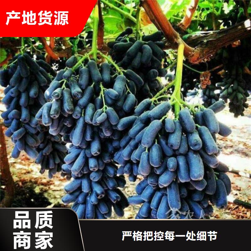 厂家直销红宝石葡萄苗厂家