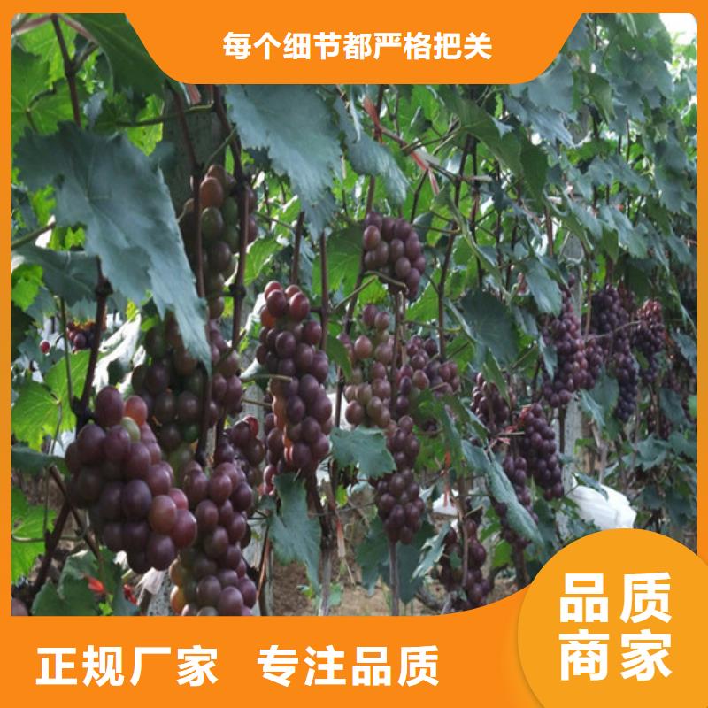 夏黑葡萄苗哪里有批发的