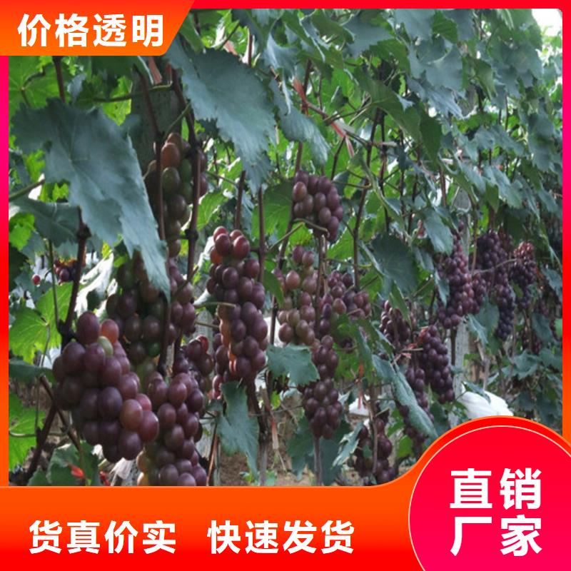 无核葡萄苗哪里纯正