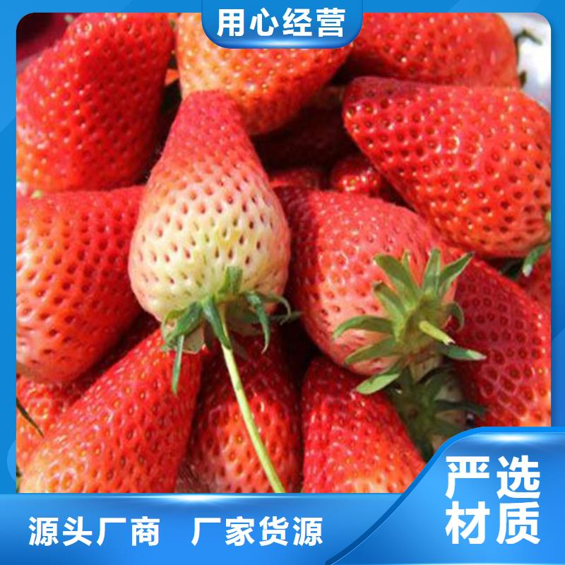 妙香7号草莓苗厂家制造生产