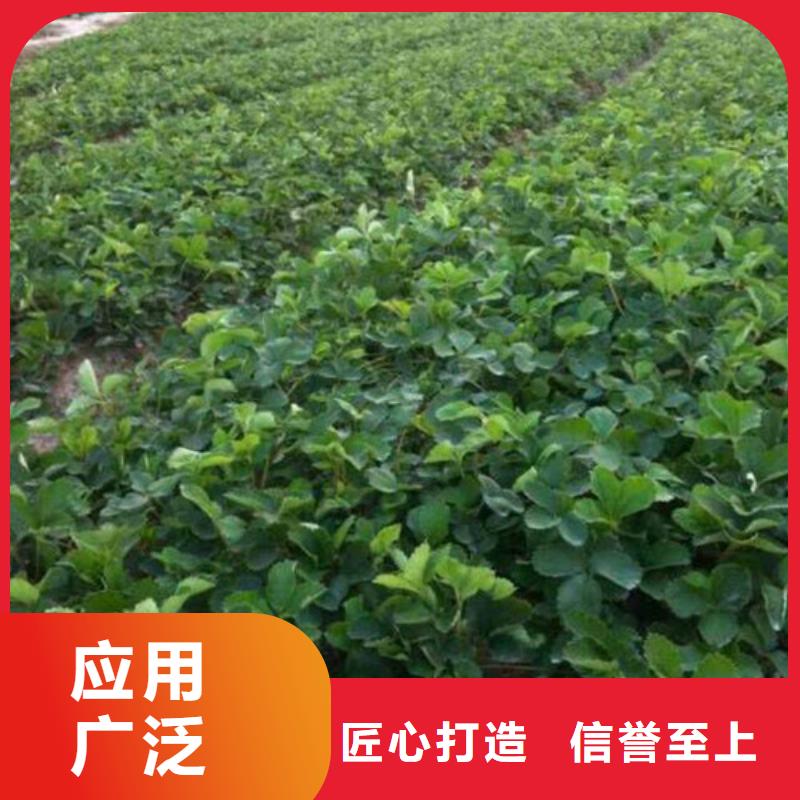 巧克力草莓苗2025已更新(今日/动态)