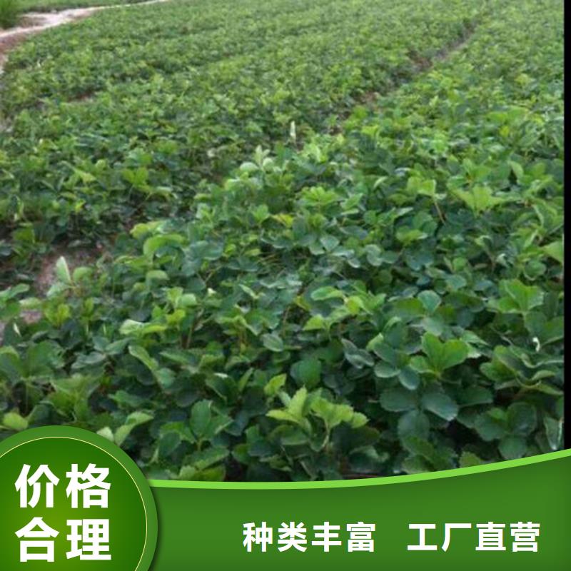 哪里买红颜草莓苗，红颜草莓苗哪里有批发的