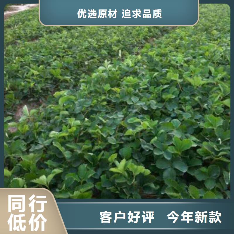 草莓苗品种质量有保证