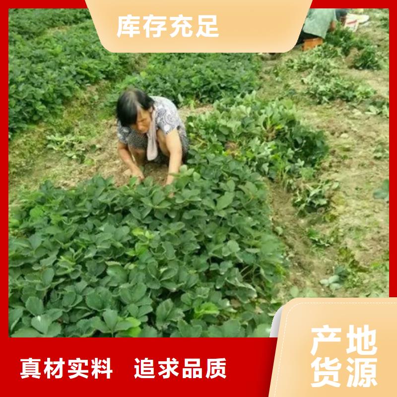 艳丽草莓苗育苗厂家