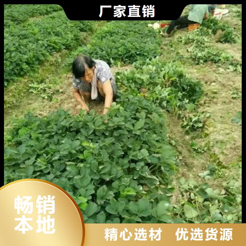 甜宝草莓苗欢迎新老客户来电咨询