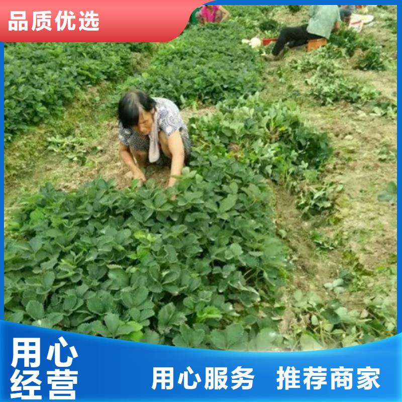 哪里有奶油草莓苗，奶油草莓苗基地批发