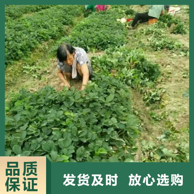 妙香7号草莓苗厂家制造生产