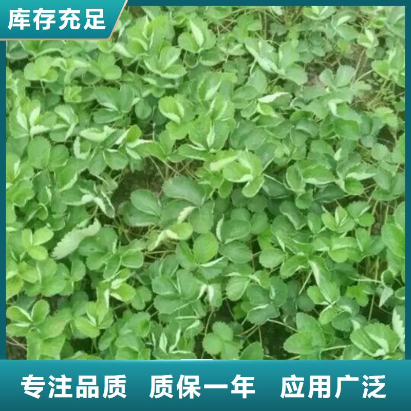 草莓苗,【冬桃树苗】专注产品质量与服务