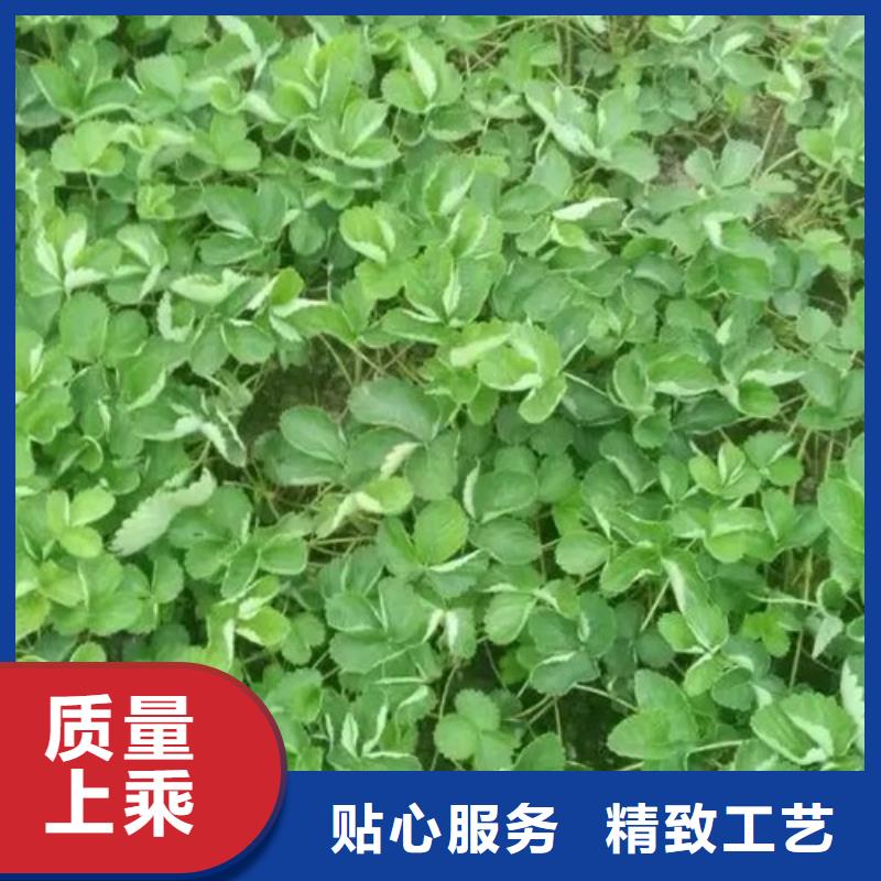 香蕉品种草莓苗基地批发