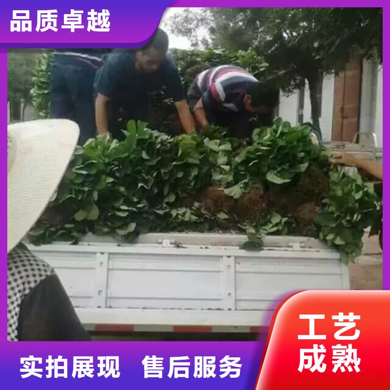 巧克力草莓苗2025已更新(今日/动态)