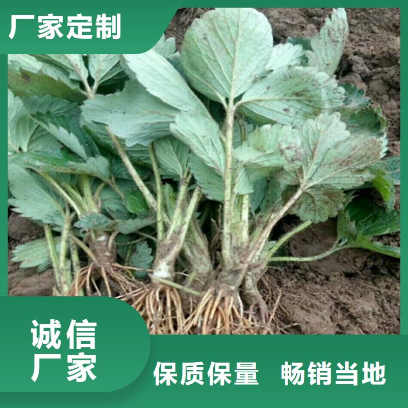 草莓苗【果树苗】选择我们没错