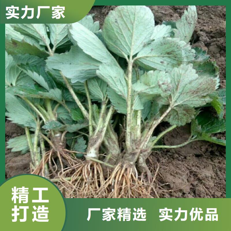 出售隋珠草莓苗，隋珠草莓苗2025更新中(今日/商情)