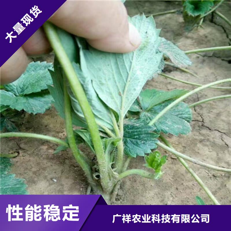 草莓苗蜂糖李子树苗价格合理