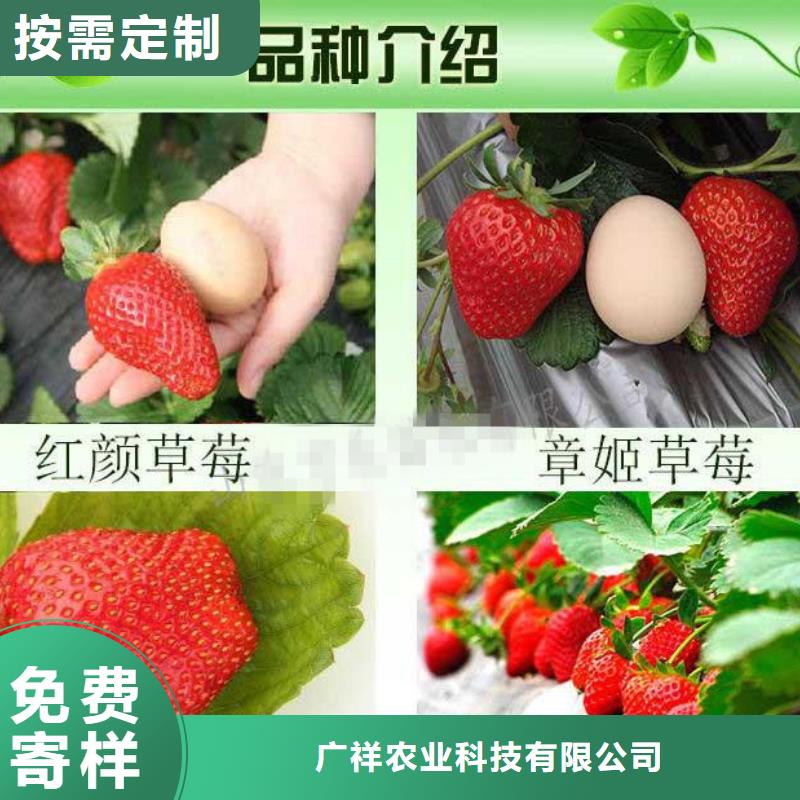 【草莓苗黄桃树苗颜色尺寸款式定制】