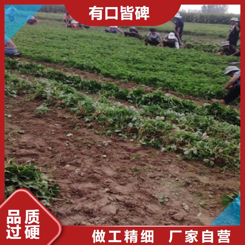 妙香草莓苗厂家-发货及时