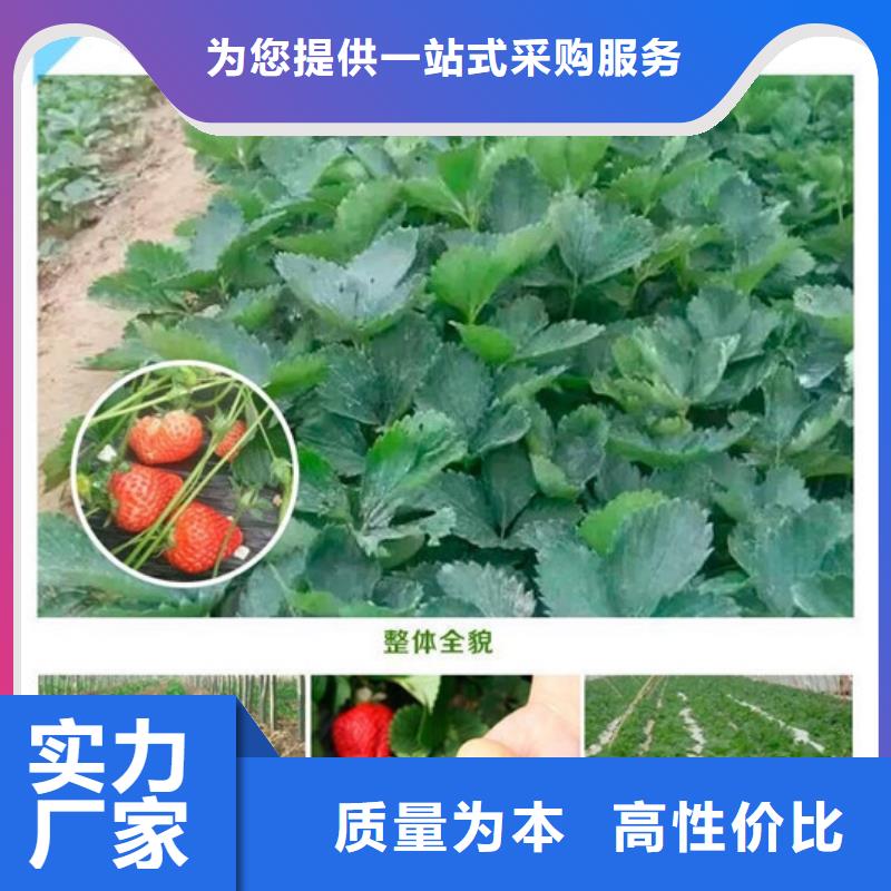 基地批发巧克力草莓苗，巧克力草莓苗育苗厂家