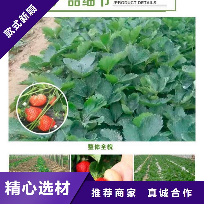 红颊草莓苗实体大厂可放心采购
