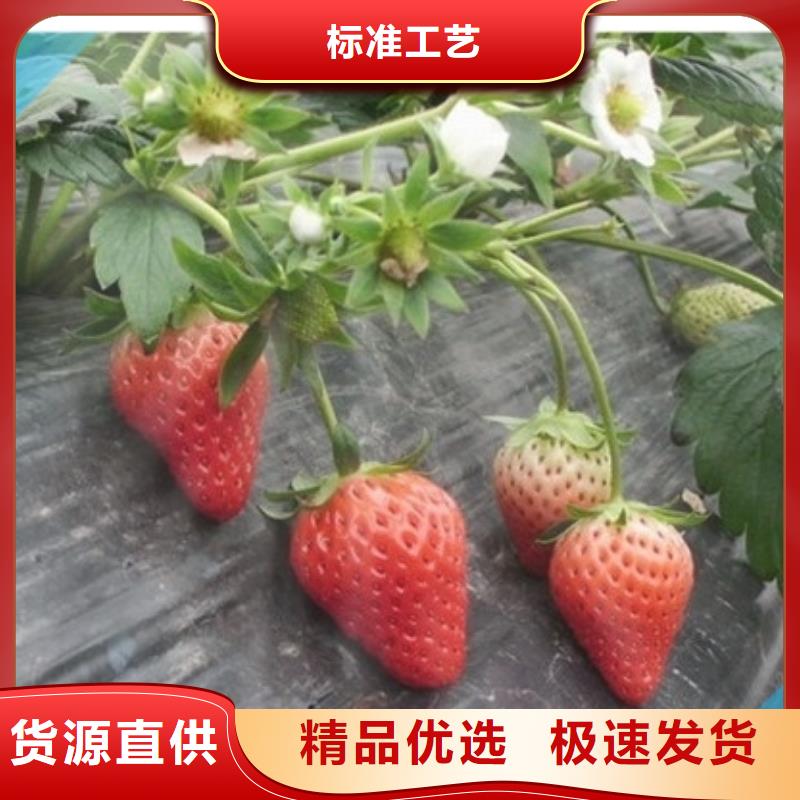 草莓苗品种服务商