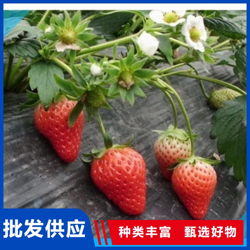 东昌府红颜草莓苗种植地区