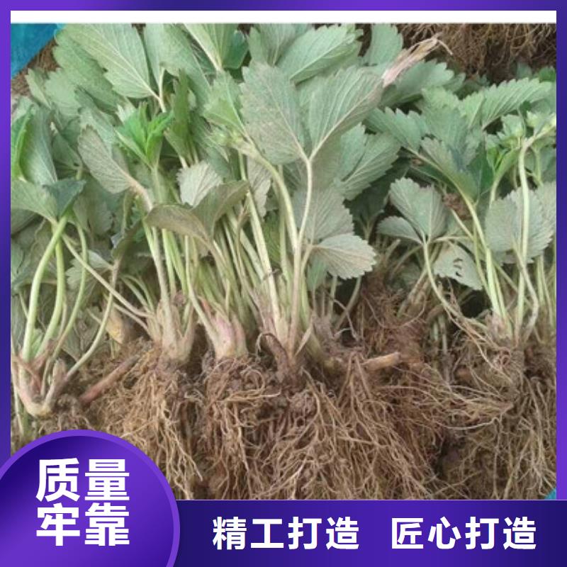 草莓苗品种质量有保证