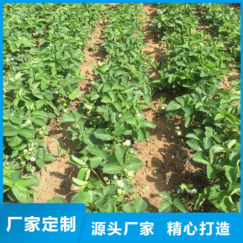 草莓苗西梅树苗严选用料