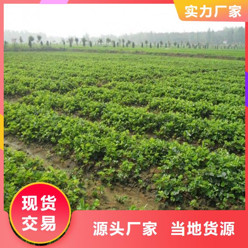莎尔图草莓苗品种便宜价格