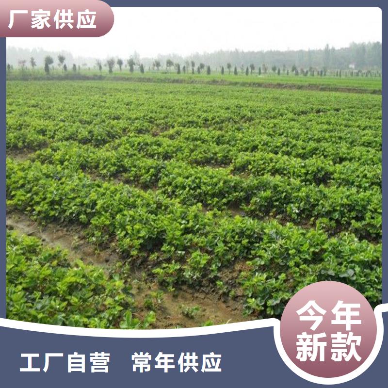 妙香草莓苗厂家-发货及时