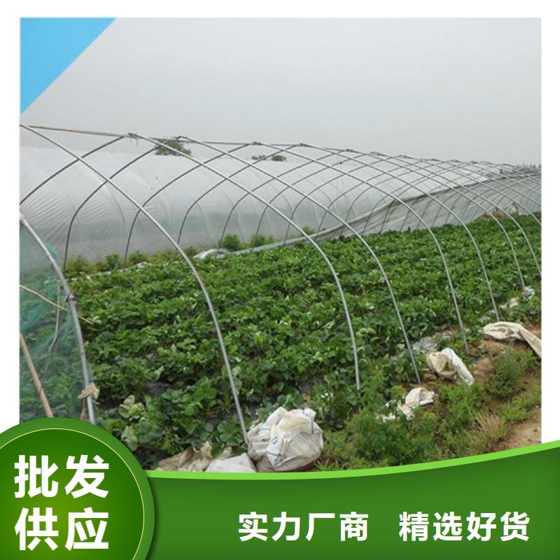 草莓苗西梅树苗严选用料