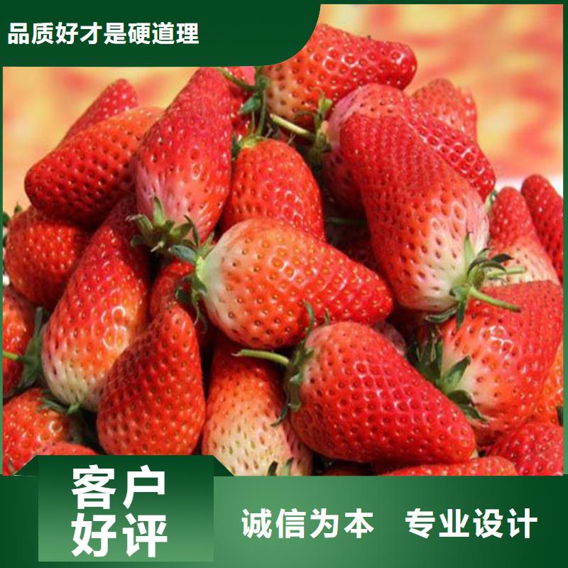 白草莓苗实力工厂