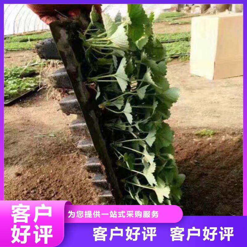 定制隋珠草莓苗厂家