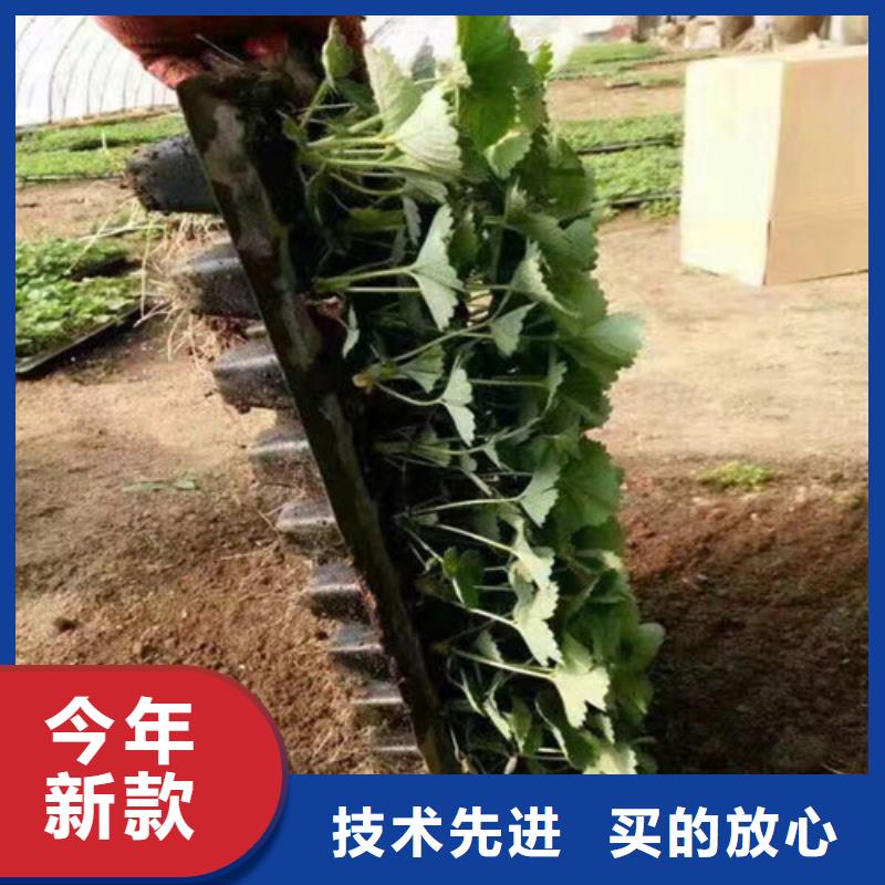 草莓苗,黄金苹果树苗基地价格低