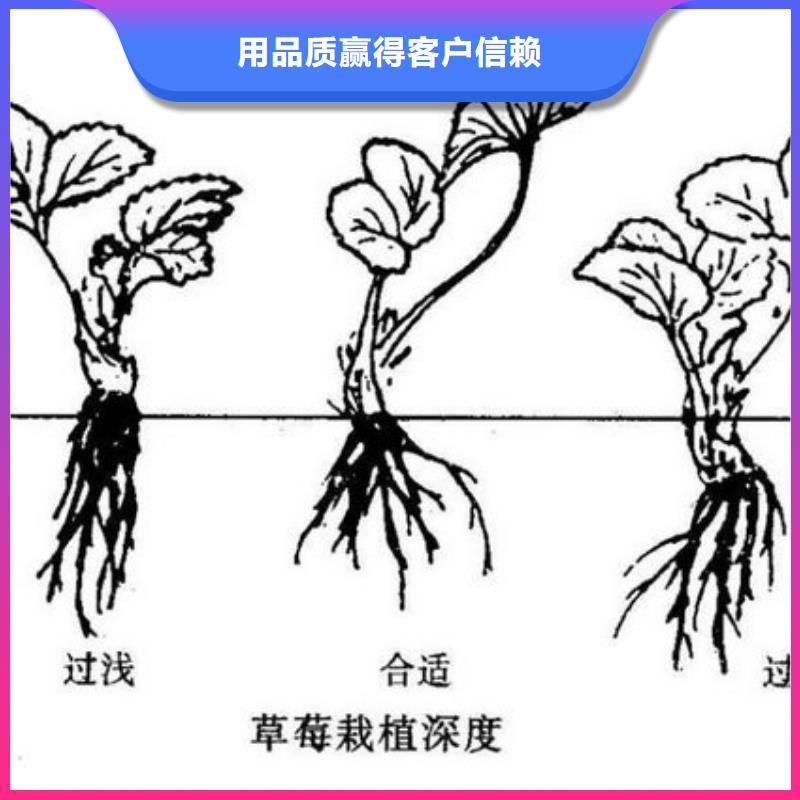 巧克力草莓苗