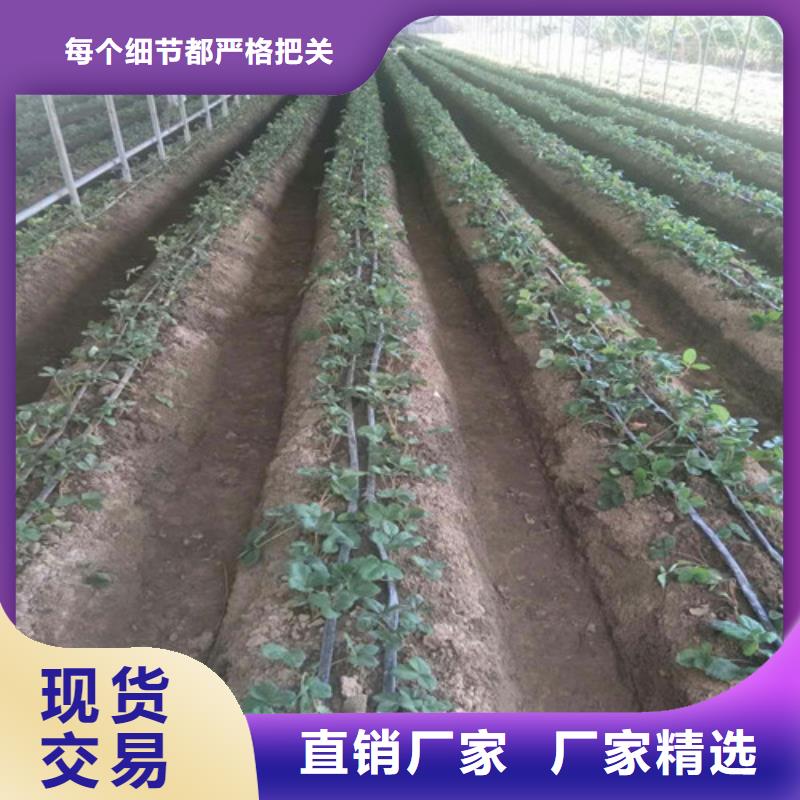 妙香草莓苗