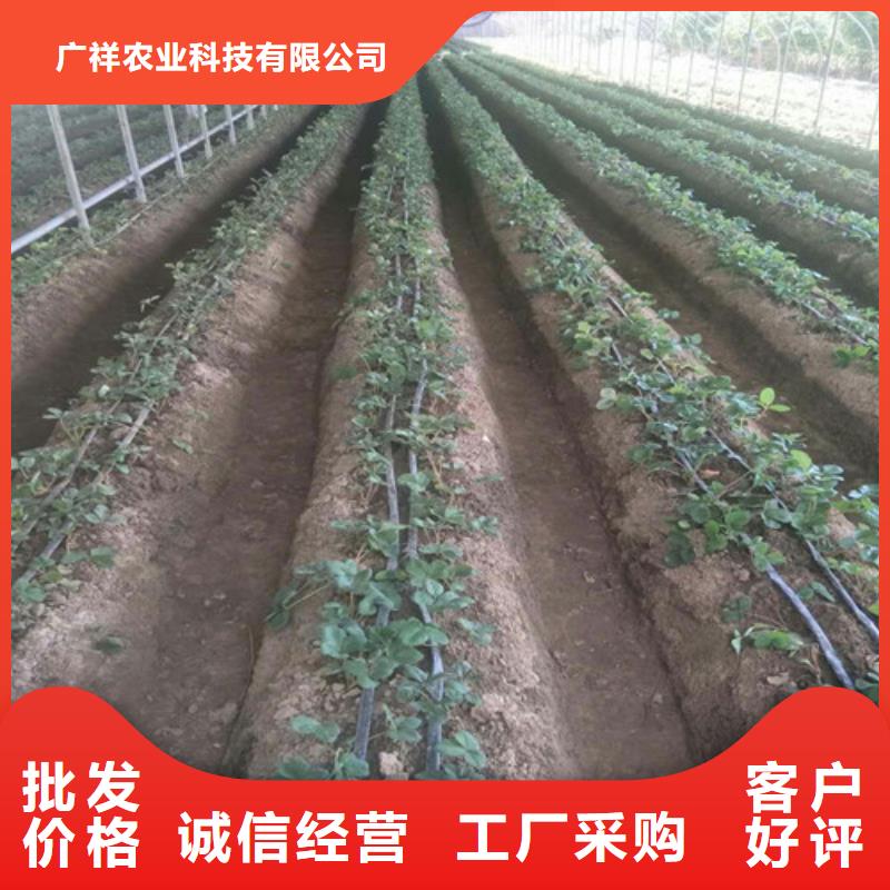 章姬草莓苗2025已更新(今日/动态)