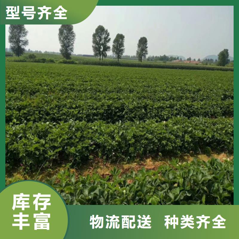 草莓苗梨树苗一站式采购