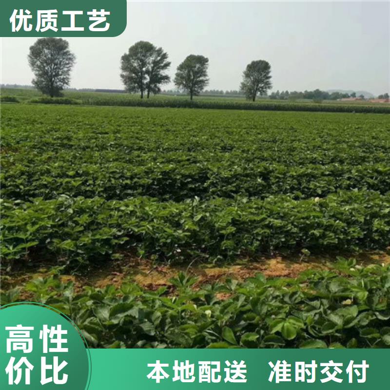 草莓苗-苹果苗品质无所畏惧