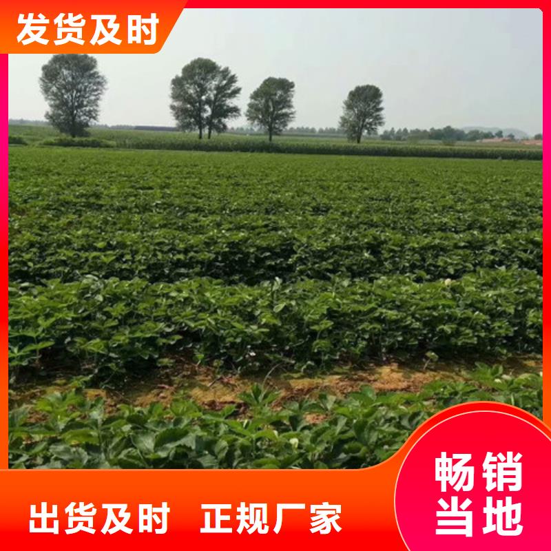 哪里出售二代草莓苗，二代草莓苗育苗厂家