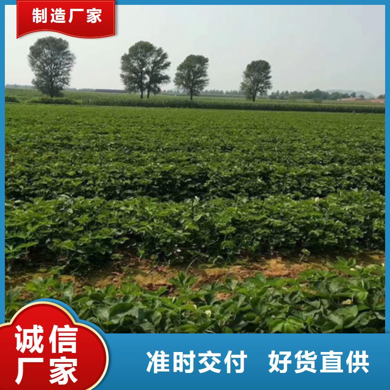 哪里买红颜草莓苗，红颜草莓苗哪里有批发的
