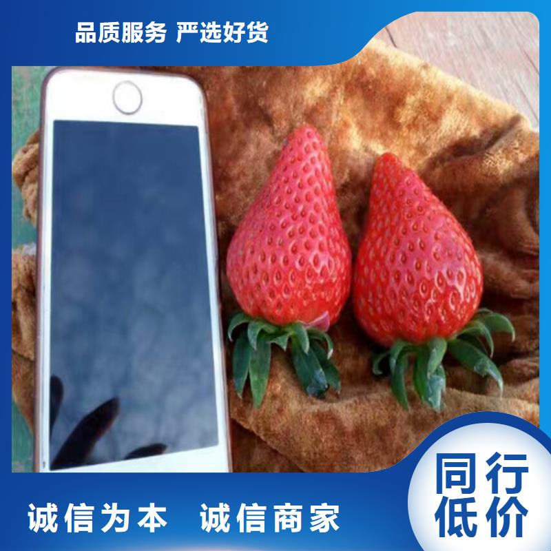 草莓苗【果树苗】选择我们没错