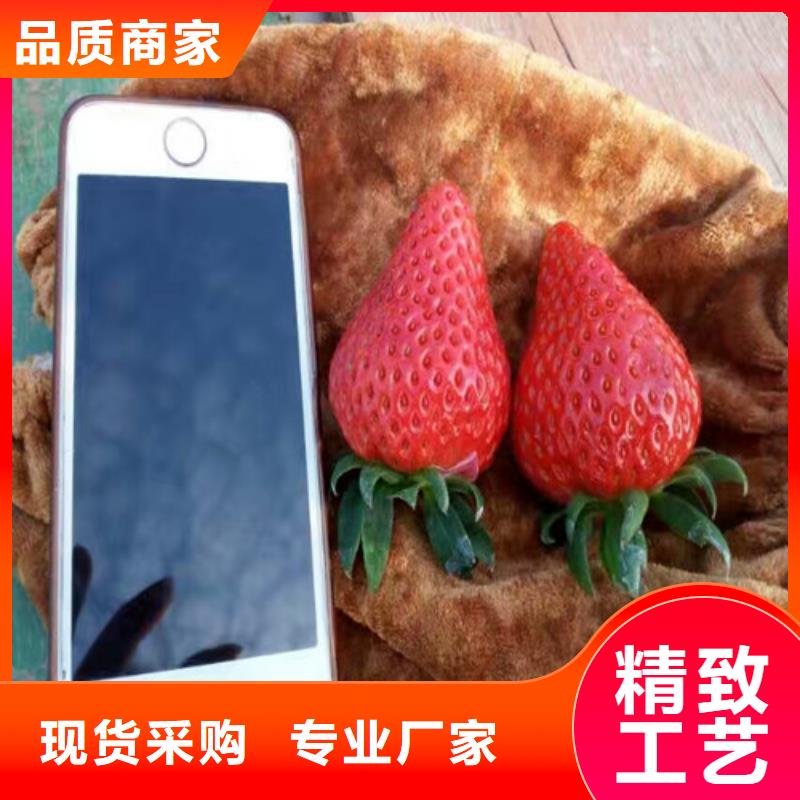 草莓苗-草莓苗价格应用领域