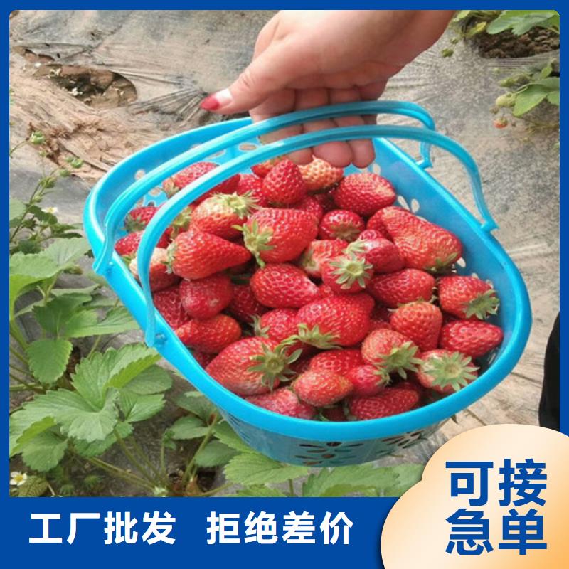 玉田草莓苗品种现货充足