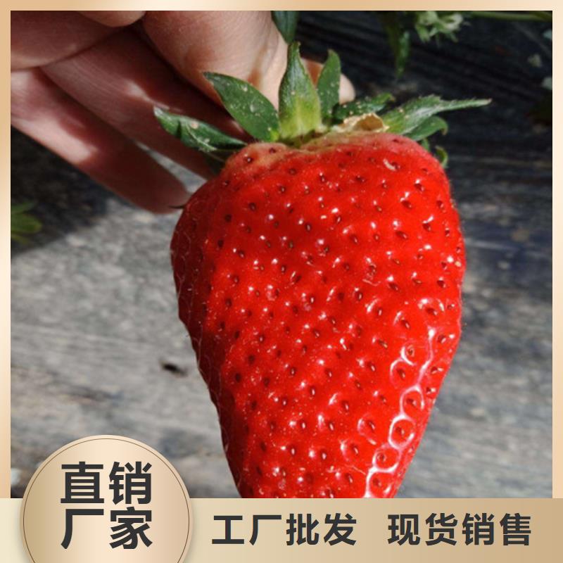 【草莓苗黄桃树苗颜色尺寸款式定制】